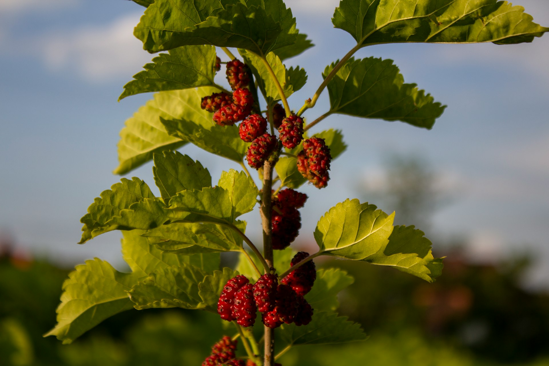 red round fruits on green leaves
