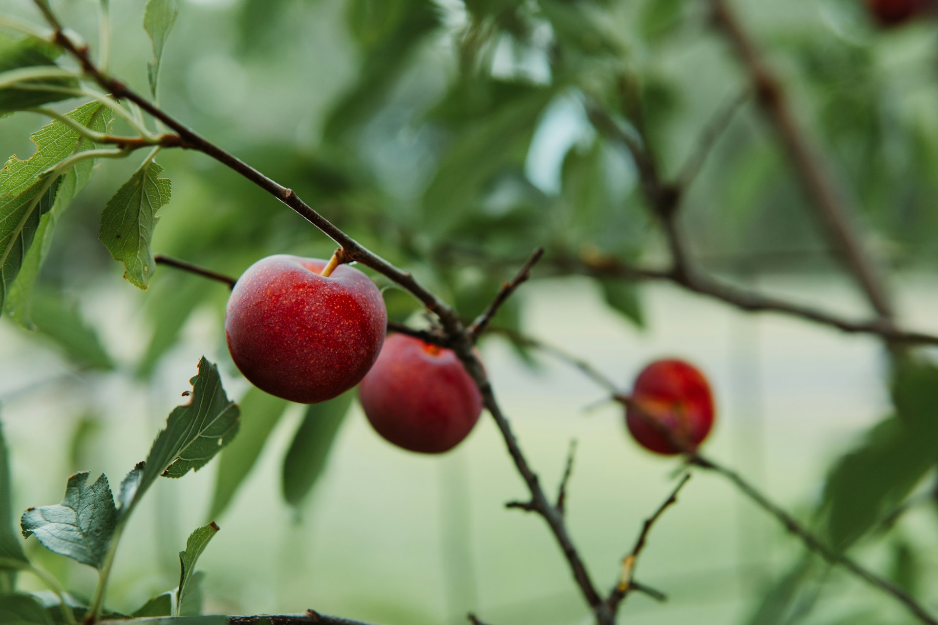 a group of cherries on a tree