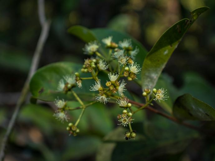 a close up of a plant with white flowers