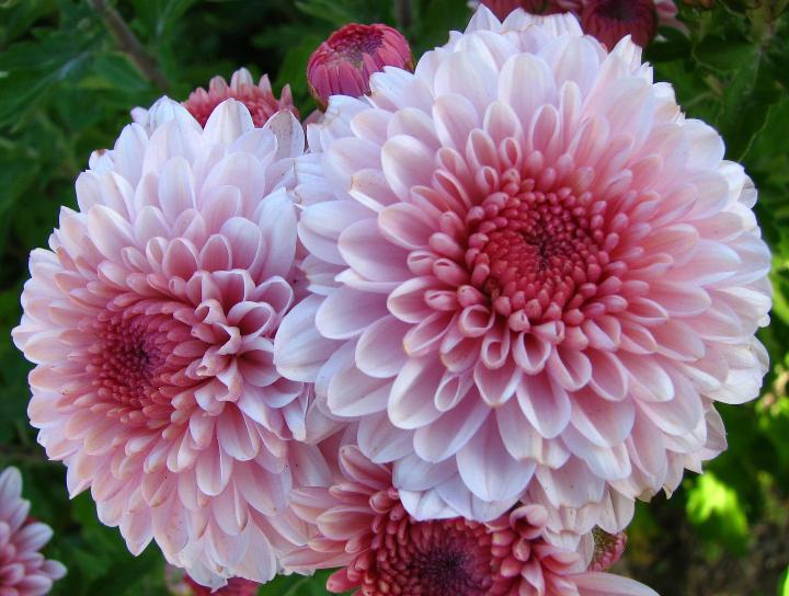 a close up of a bunch of pink flowers