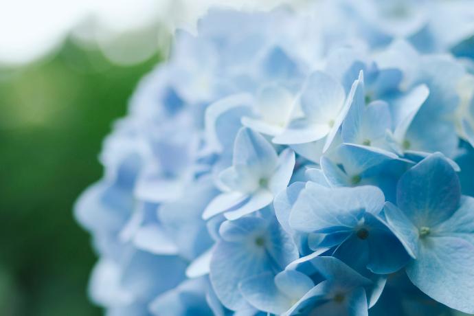 selective focus photography of teal petaled flowers
