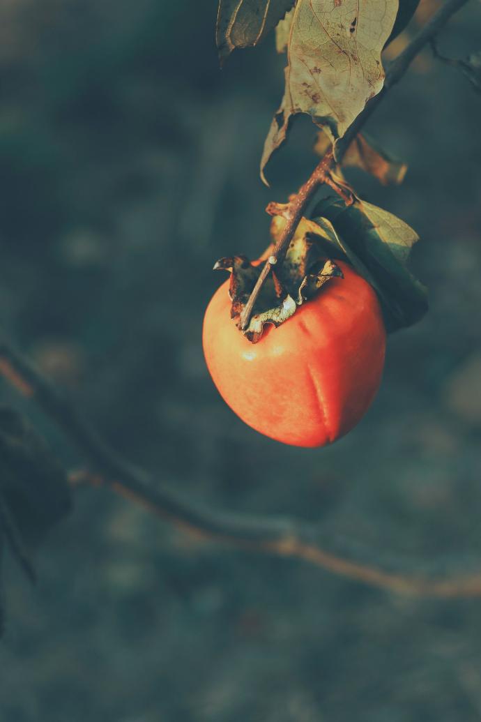 red tomato in close up photography