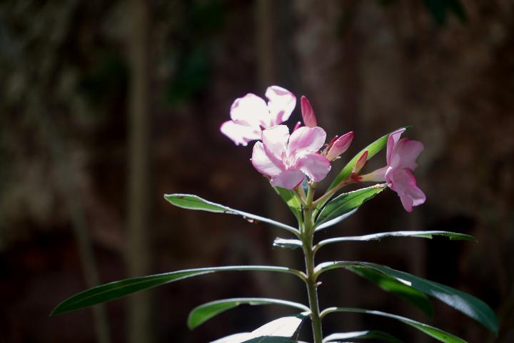 a pink flower with green leaves in the background
