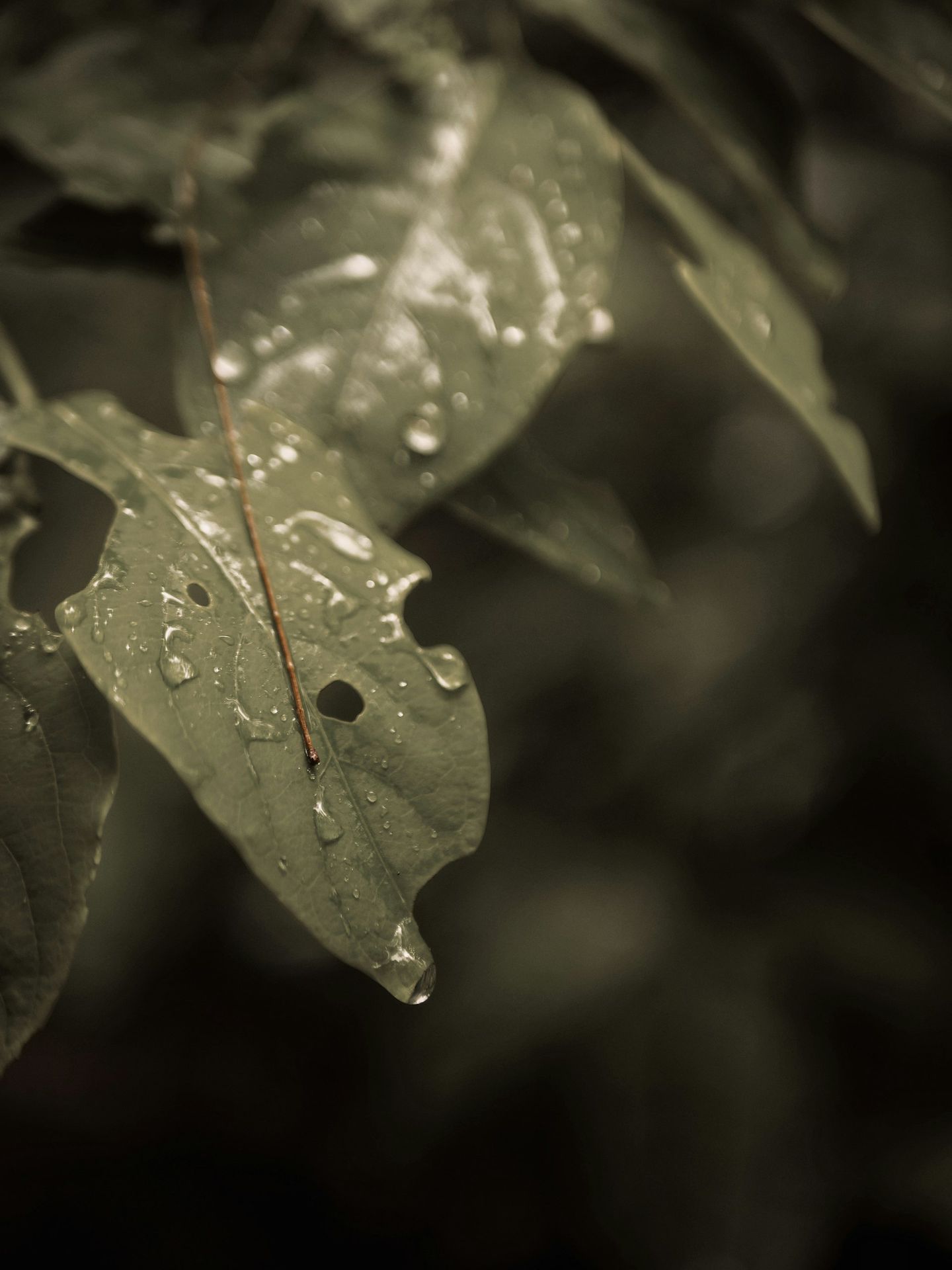 a close up of a leaf with drops of water on it