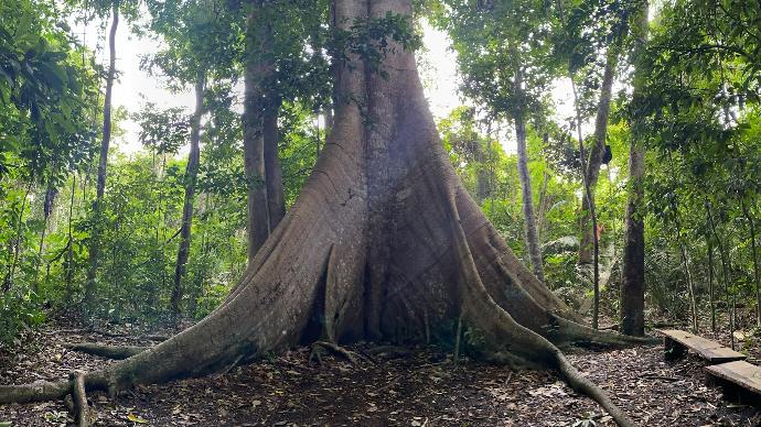 a large tree in the middle of a forest