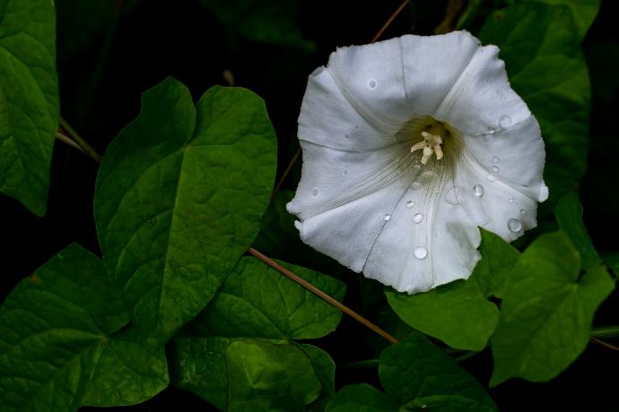 a close up of a flower