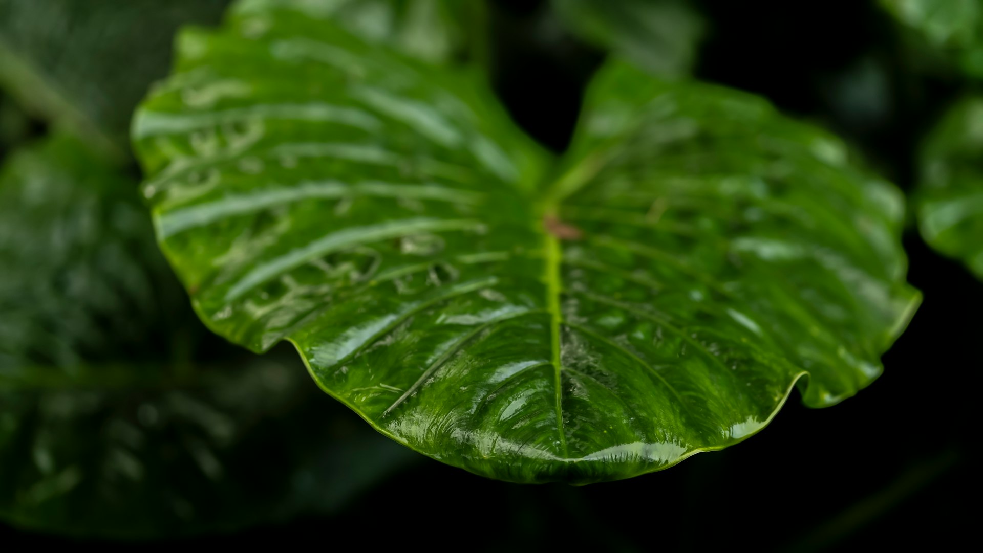 a close up of a leaf