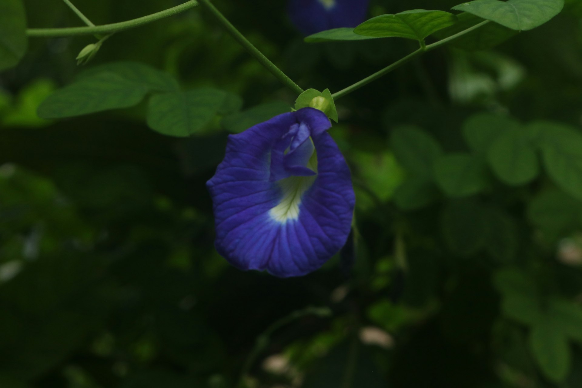 a close up of a blue flower with green leaves