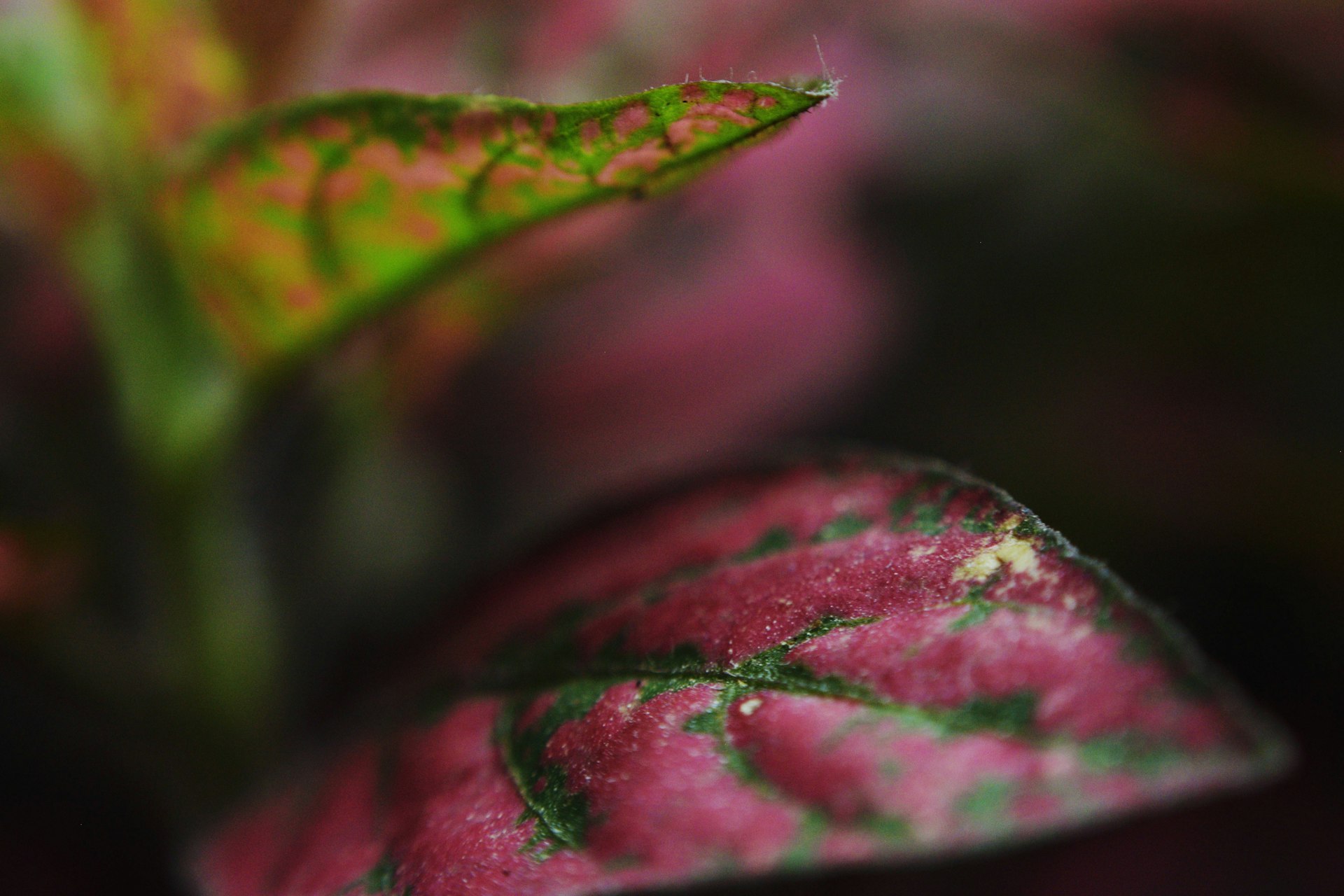 a close up of a green and red leaf