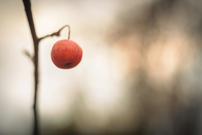 a close up of a red berry on a tree branch