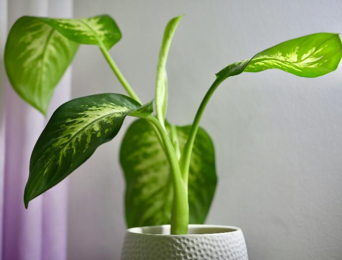 a green plant in a white vase on a table
