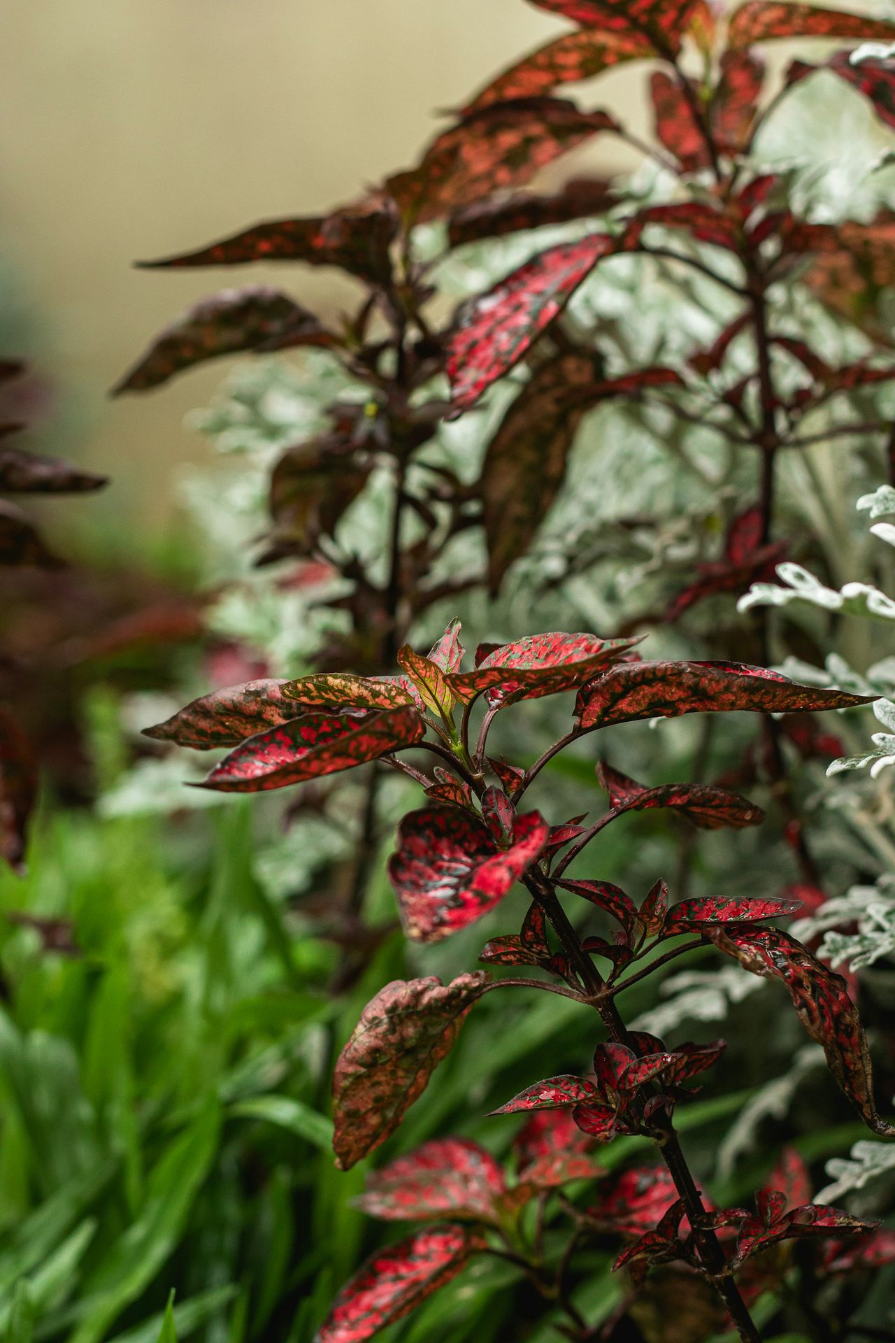 red and white flower in tilt shift lens