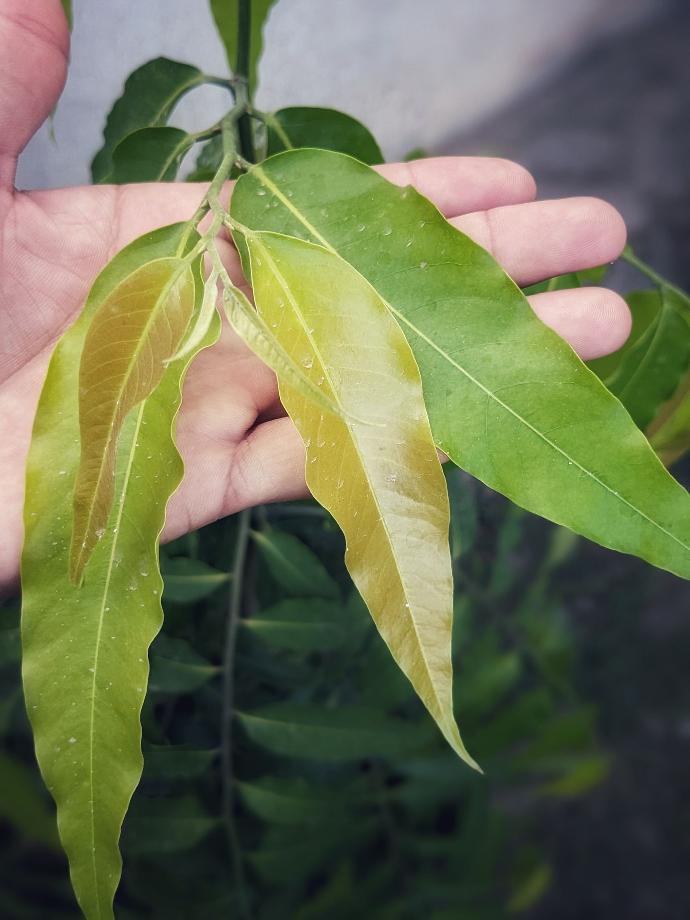 ashoka tree leaves