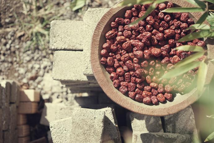 a plant with berries