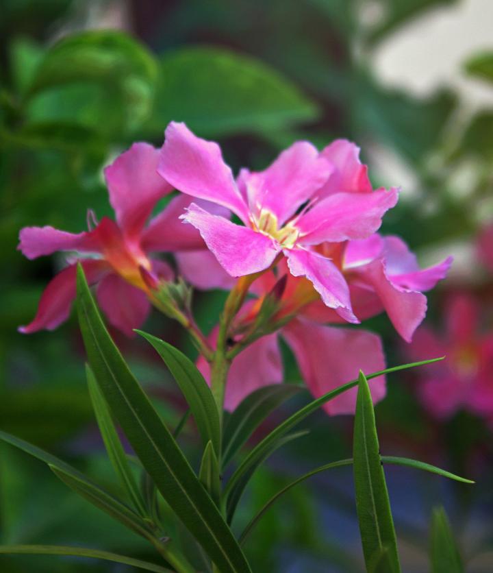 A close up of a pink flower with green leaves