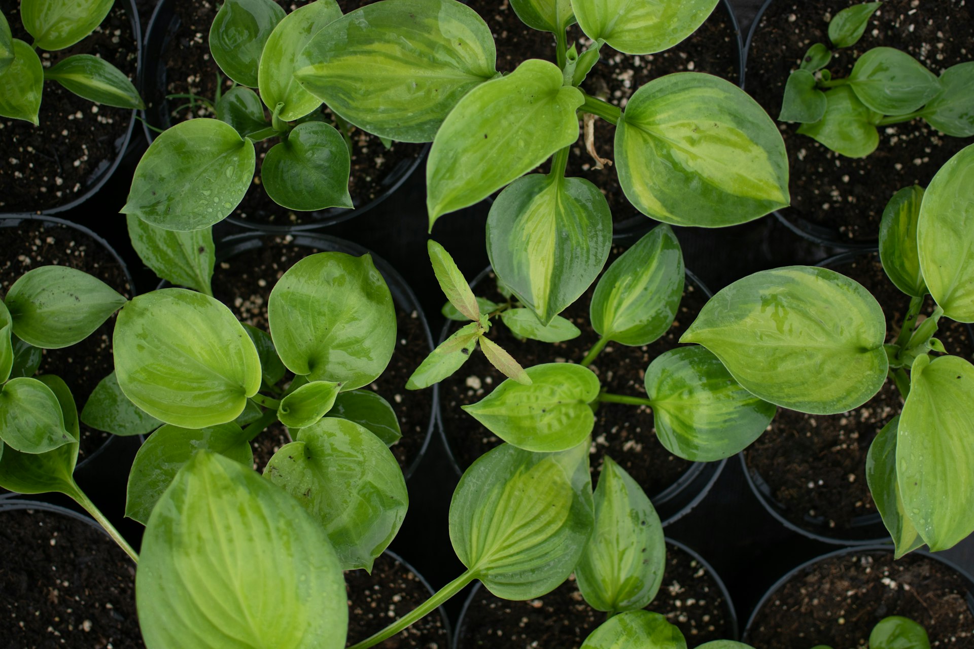 top view of indoor plants