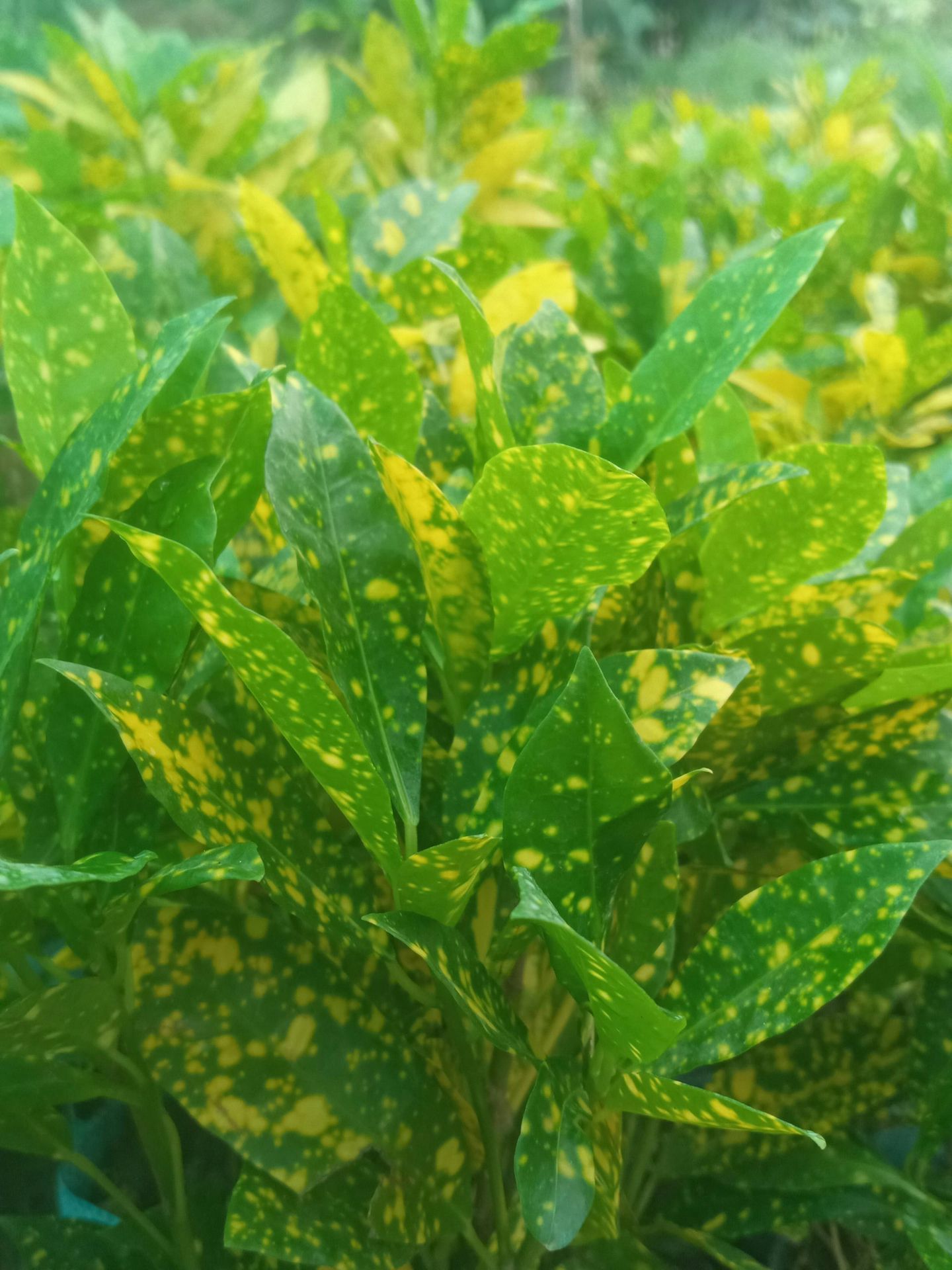 a close up of some leaves